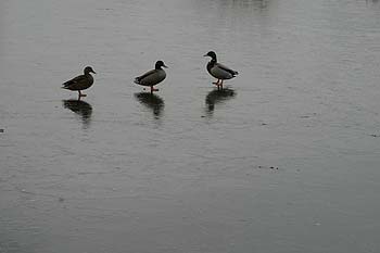 Trois canard sur rivière gelée - © Norbert Pousseur