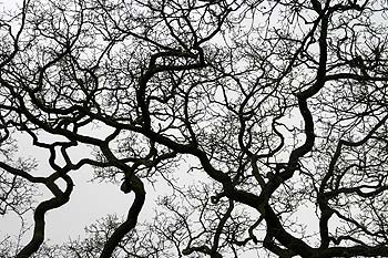 Arbres nus d'hiver le long du canal de Woodham - © Norbert Pousseur