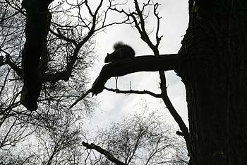 écureil sur un branche - © Norbert Pousseur