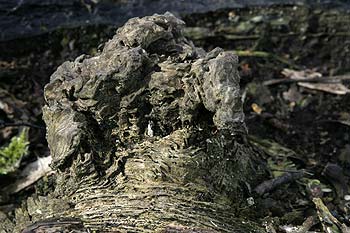 Vieux tronc d'arbre le long du canal de Woodham - © Norbert Pousseur