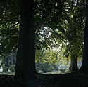 Clair-obscur sous les arbres du parc du château - Ferrières - © Norbert Pousseur