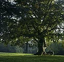 Lecteur assis sous un des grands arbres du parc du château - Ferrières - © Norbert Pousseur