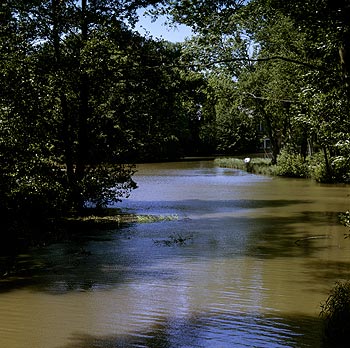 L'eau dormante de l'étang de la Taffarette - Ferrières - © Norbert Pousseur