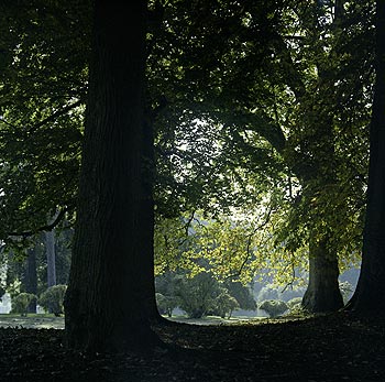 Clair-obscur sous les arbres du parc du château - Ferrières - © Norbert Pousseur