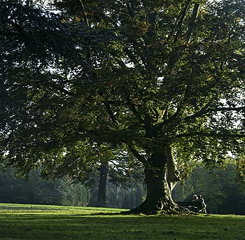 Lecteur assis sous un des grands arbres du parc du château - Ferrières - © Norbert Pousseur