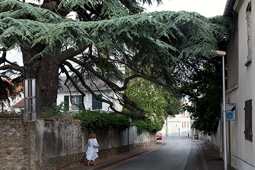 Le vieux cèdre à Torcy - © Norbert Pousseur