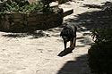 Vieux chien se trainant sous le soleil aux Arcs sur Argens - © Norbert Pousseur