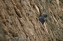 Pigeon dans les roches du vieil  Arcs sur Argens - © Norbert Pousseur