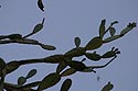 Plantes grasses poussant sur les murs des Arcs sur Argens - © Norbert Pousseur