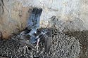 Cadavre de pigeon en pied de platane - Lyon- © Norbert Pousseur