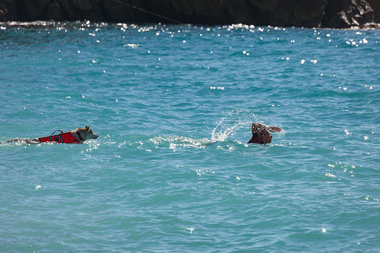 Nage de femme et chien - Nice - © Norbert Pousseur