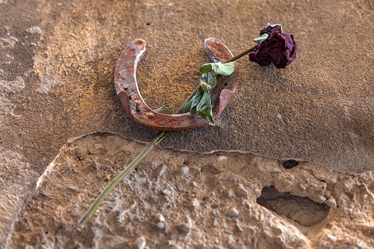 Une rose porte-bonheur - Nice - © Norbert Pousseur