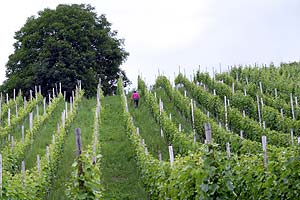 © Norbert Pousseur - Paysages d'Argovie - Suisse - Montée de vignes