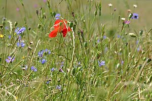 © Norbert Pousseur - Paysages d'Argovie - Suisse - Coquelicot et bleuets