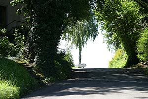 © Norbert Pousseur - Paysages d'Argovie - Suisse - Petite route