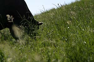 © Norbert Pousseur - Paysages d'Argovie - Suisse - Vache broutant