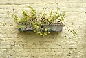 Jardinière de fleurs sur mur jaune - Rebecq en Belgique - © Norbert Pousseur