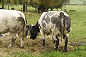 Vaches grises et blanches, en bordure du bourg - Rebecq en Belgique - © Norbert Pousseur