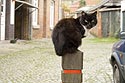 Chat noir perché sur poteau de bois - Rebecq en Belgique - © Norbert Pousseur