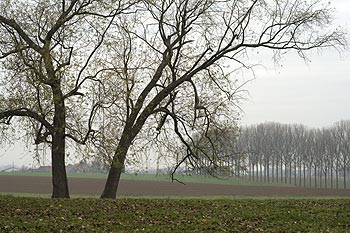 Paysage champêtre autour du bourg - Rebecq en Belgique - © Norbert Pousseur