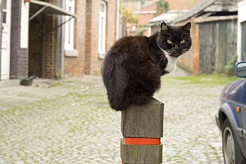 JChat noir perché sur poteau de bois - Rebecq en Belgique - © Norbert Pousseur