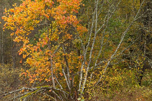 Automne de forêt lettone - Riga - © Norbert Pousseur