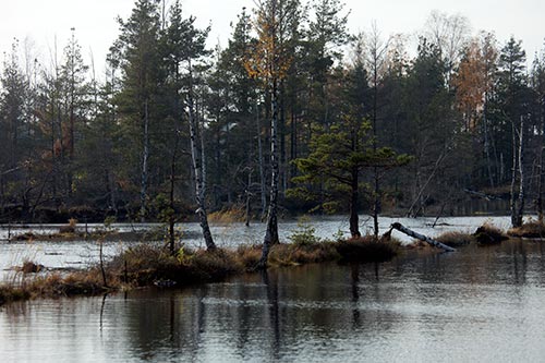 Bande de terre dans un marais - Riga - © Norbert Pousseur