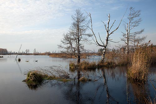 Marais près de Riga - © Norbert Pousseur