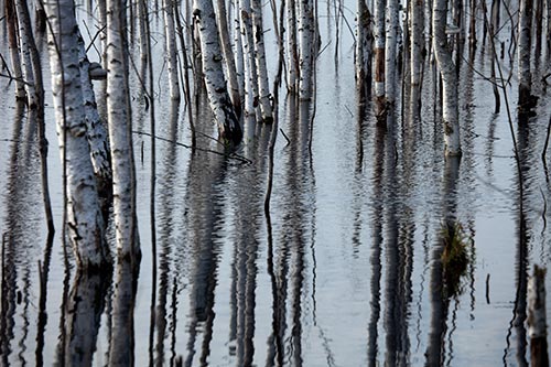 Bouleaux baignant dans l'eau de marais - Riga - © Norbert Pousseur