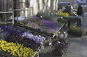 Le marchand de fleurs - Sarlat - © Norbert Pousseur