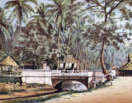 Zoom sur Plantation de cocotiers à Singapour en 1885 - gravure reproduite et restaurée numériquement par © Norbert Pousseur