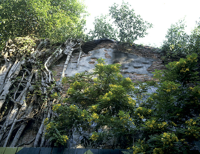 Vegetation invading a facade in Singapore - © Norbert Pousseur Vegetation invading a facade in Singapore - © Norbert Pousseur