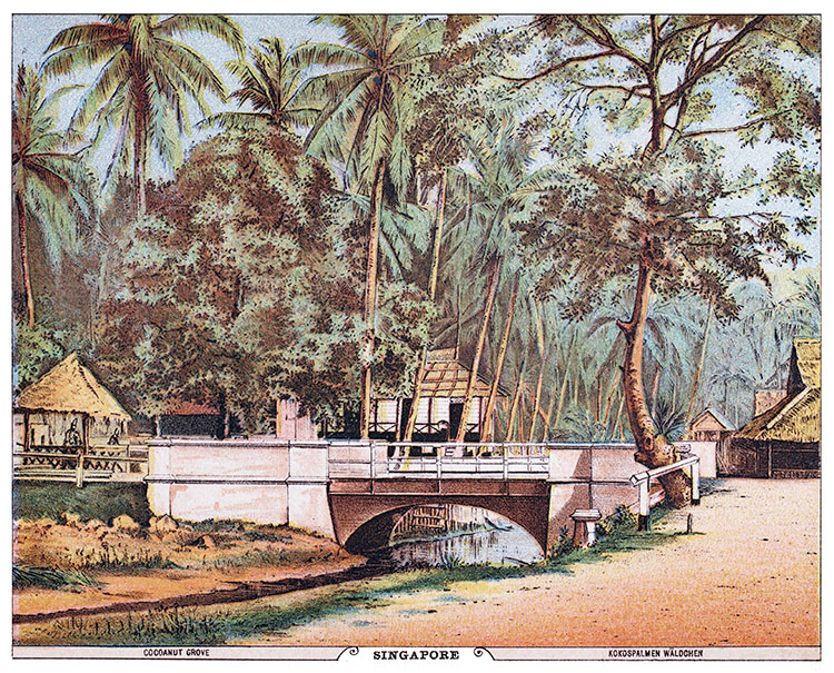 Plantation de cocotiers à Singapour en 1885 - gravure reproduite et restaurée numériquement par © Norbert Pousseur