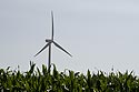 Eolienne dans champ de maïs - St-Quentin - © Norbert Pousseur