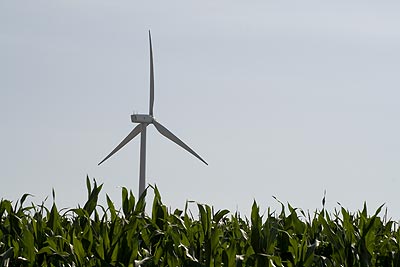 Eolienne dans champ de maïs - St Quentin dans l'Aisne - © Norbert Pousseur