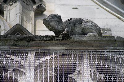 Animal en attente - St Quentin dans l'Aisne - © Norbert Pousseur