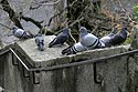 Groupe de pigeons sur muret - Aarau - © Norbert Pousseur