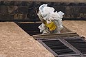 Bouquet de sacs de plastique pendus à la fenêtre - © Norbert Pousseur