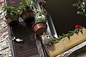 Fenêtre fleurie avec chat - © Norbert Pousseur