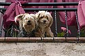 Couple de chiens au balcon - © Norbert Pousseur