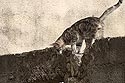 Chat de gouttière descendant d'un mur - © Norbert Pousseur