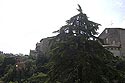 Cèdre majestueux à Trans en Provence - © Norbert Pousseur