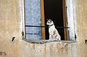 Chat à sa fenêtre - © norbert pousseur