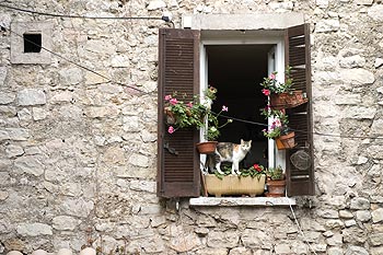 Fenêtre au chat - © Norbert Pousseur