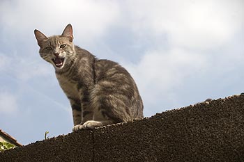 Chat de gouttière miaulant - © Norbert Pousseur - © Norbert Pousseur