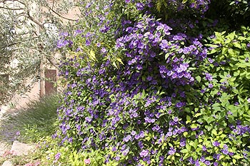 Haie en fleurs - © Norbert Pousseur - © Norbert Pousseur