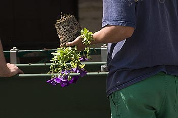 Replantage de fleurs par jardinier municipal - © Norbert Pousseur - © Norbert Pousseur