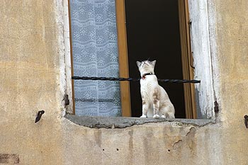 Chat les yeux au ciel - © Norbert Pousseur - © Norbert Pousseur