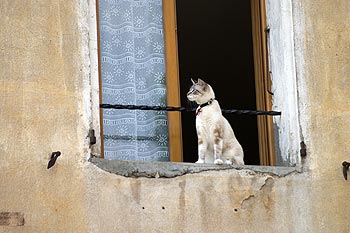 Chat siamois à sa fenêtre - © Norbert Pousseur - © Norbert Pousseur
