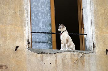 Chat siamois à sa fenêtre - © Norbert Pousseur